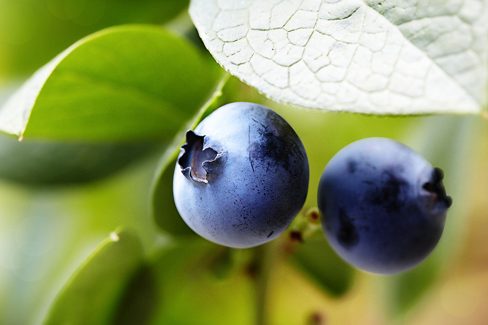 A Guide to Fertilizing Blueberry Plants