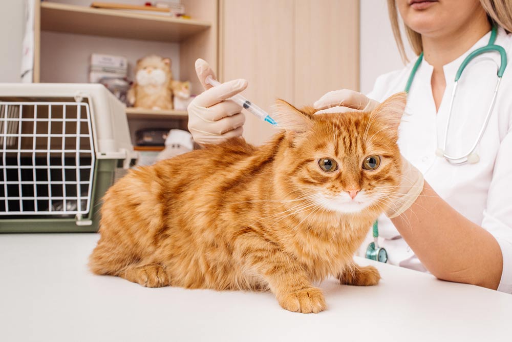 6 Factors to Consider While Choosing Cat Vets