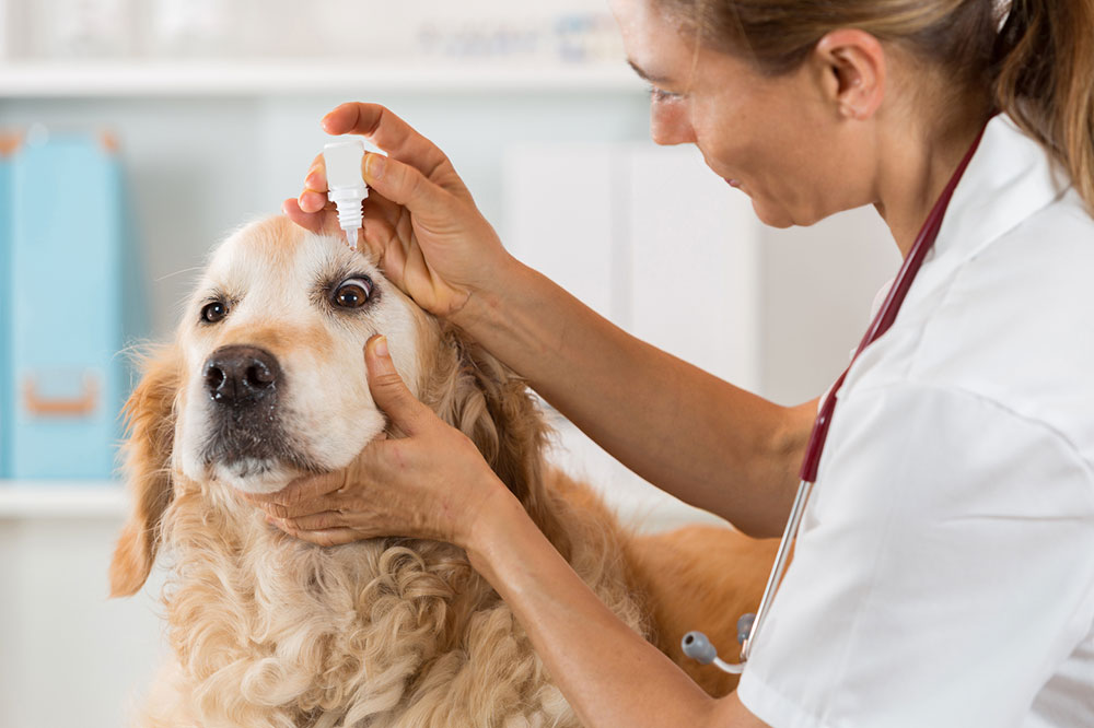 Common allergies in pets and ways to treat them