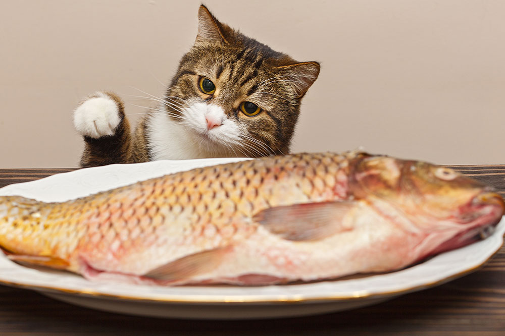 4 human foods that cats can eat