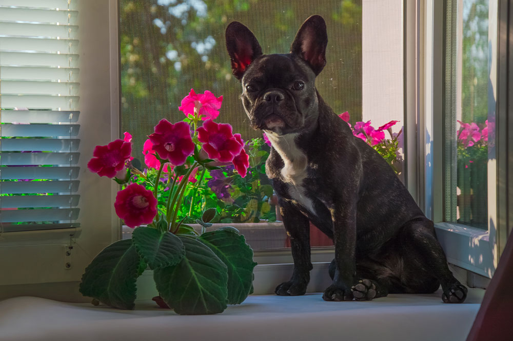 7 poisonous houseplants to keep away from dogs